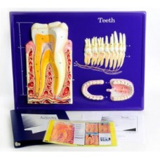 Μοντέλο Δοντιών (Activity Set)